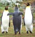 Penguins
