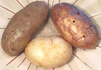 Three types of Baked Potatoes