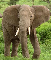 African Elephant