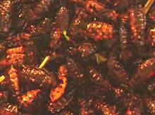 Toasted Beetle Grubs