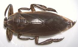 Whole Giant Water Bug