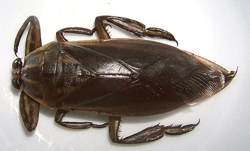 Whole Giant Water Bug