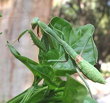 Live Praying Mantis