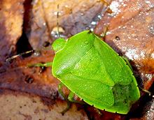 Live Green Stink Bug