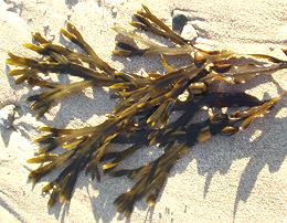 Frond of Bladderwrack on beach