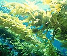 Live Kelp Forest