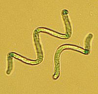 Arthrospira under a microscope