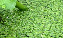 Blanket of Duckweeds