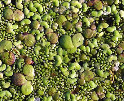 Three kinds of Duckweed