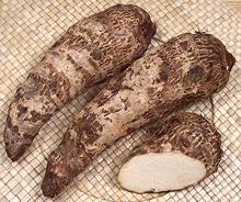 Malanga Root Corms