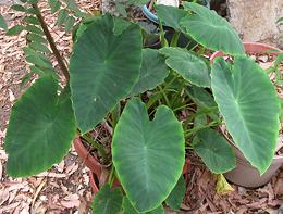 Live Taro Leaves