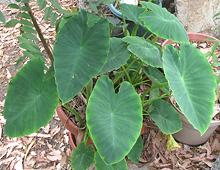 Growing Arum Plants