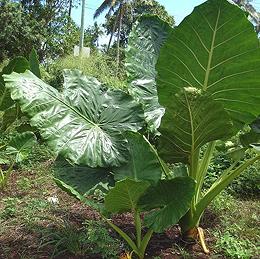 Live Giant Taro Plants