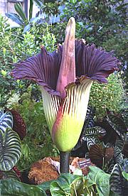 Titan Arum Flower