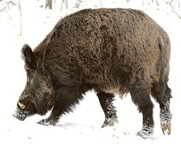 Wild Boar