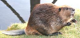 Live Beaver