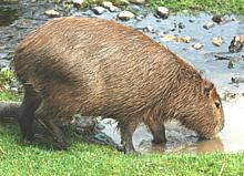 Live Capybara