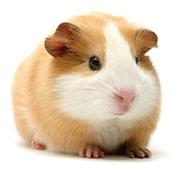 Cute Guinea Pig