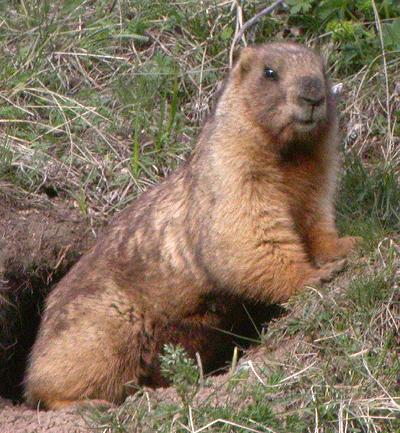 Gray Marmot at Burrow