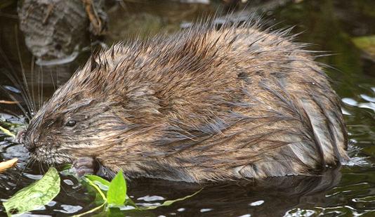 Live Muskrat in Water