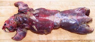 Skinned Muskrat