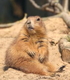 Live Prarie Dog