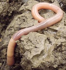 Live Earthworm