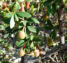 Calafate Barberry Fruit on Bush