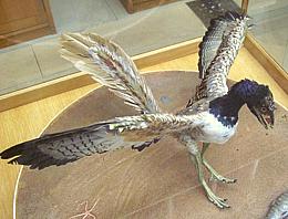 Archaeopteryx