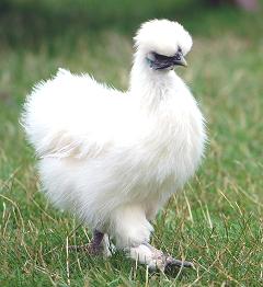 White Silkie Chicken