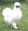 White Chicken