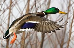 Mallard Duck