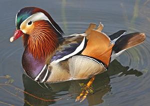 Live Mandarin Duck