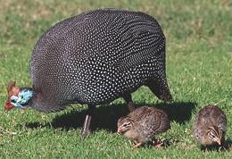 Domestic Helmeted Guineafowl