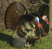 Two Domesticated Tom Turkeys