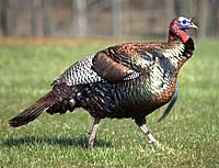 Wild Turkey