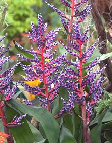 Flowering Bromeliad Plant