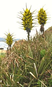 Blooming Chagual Plants