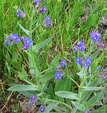 Italian Bugloss Plants with Flowers