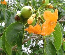 Kou Flowers, Fruit