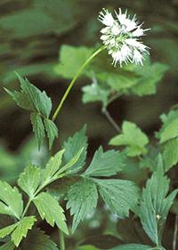 Flowering Virginia Waterleaf Plant