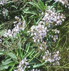 Flowering Yerba Santa Plant