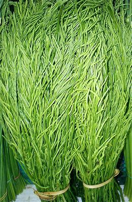 Bundles of Fresh Acacia Fronds