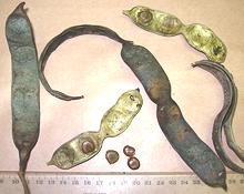 Black Catechu Seeds and Pods