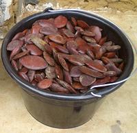 Bucket of African Oil Beans
