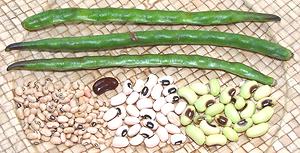 Black-eyed Peas, pods and seeds