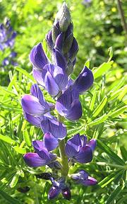 Flowering Blue Lupine Plant