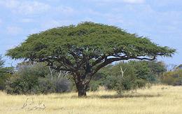 Camel Thorn Trees