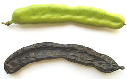 Ripe & Unripe Carob Pods