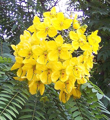 Senna Flowers, Leaves